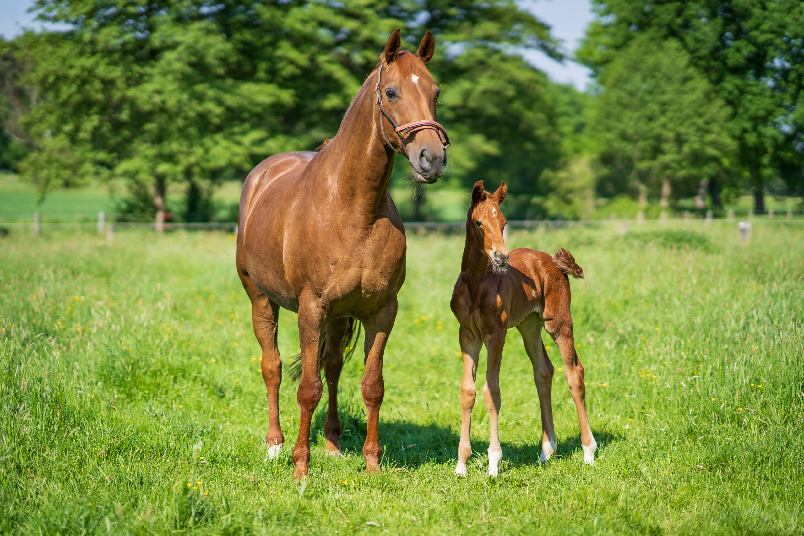 Pferdeosteopathie – Wann sollte ich einen Behandlungspass führen?
