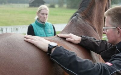 Rückenprobleme − Ursachen bei Pferd und Reiter