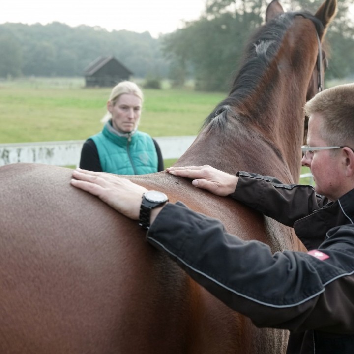 Rückenprobleme − Ursachen bei Pferd und Reiter